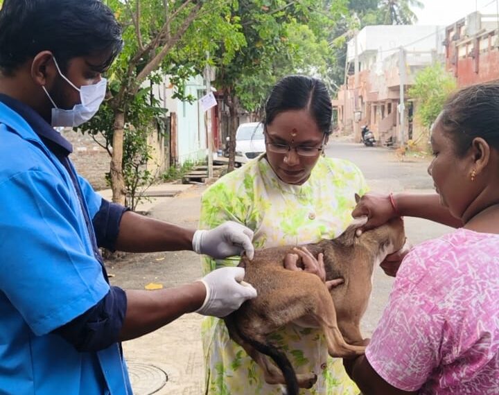 free stray dog vaccination drive