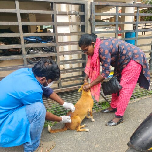 September Highlights: Record-Breaking Month for Animal Rescue and Care at Bark India